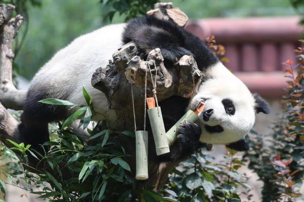 牛牛金花平台相关推荐2”