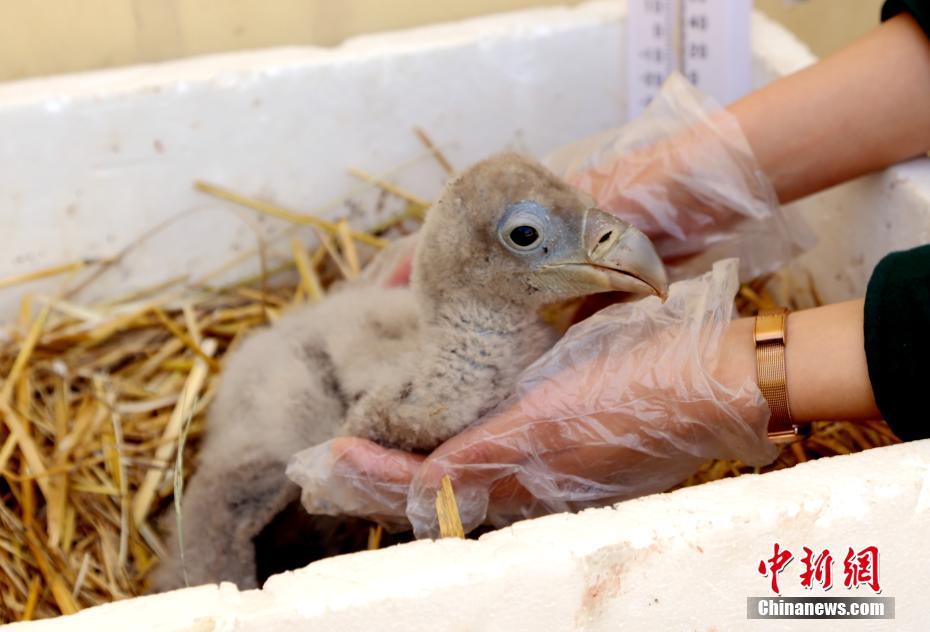 pg问鼎苹果下载