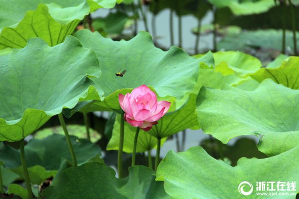 米兰体育app安装-孙宇晨拍巴菲特午餐