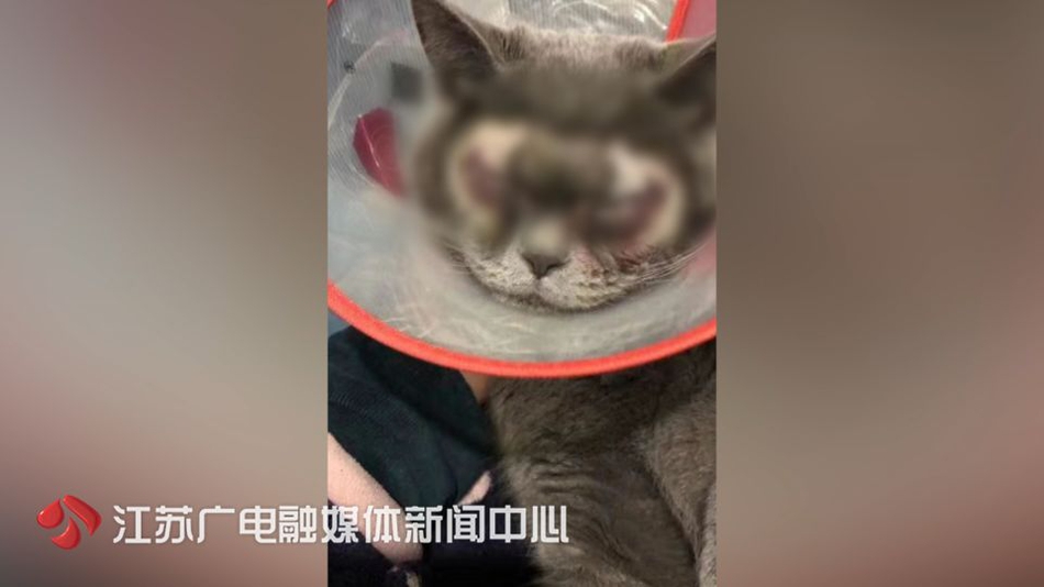 千赢体育app网页版-可以分享一张小猫奔向你的照片吗？