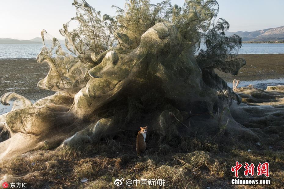 开云体肓app-女子因蒜苗被轧怒砸奔驰车
，河南警方：双方就财产损失达成谅解