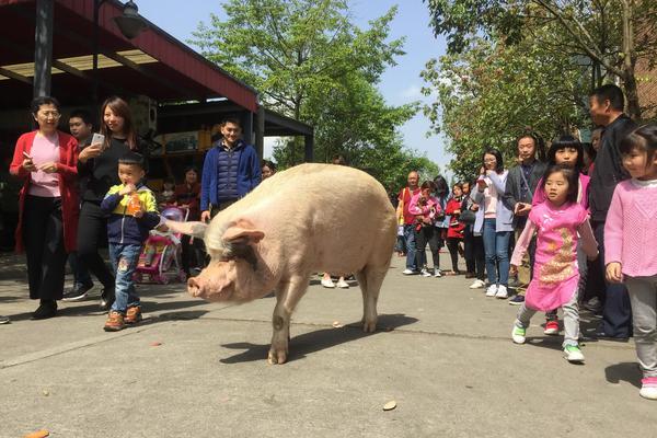 下注app平台-牛奶、羊奶都能喝，为什么没人喝猪奶？