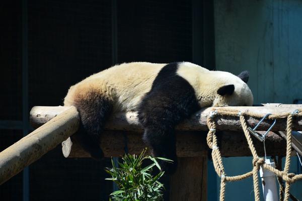 半岛体肓综合下载